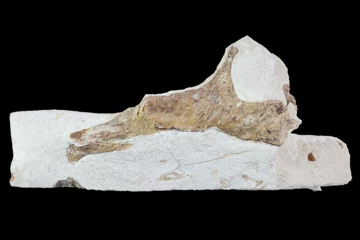 Mosasaur (Tethysaurus) Jaw Section - Goulmima, Morocco #89251